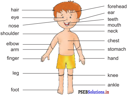 PSEB 4th Class English Solutions Chapter 1 The King and His Sons 3