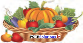 PSEB 4th Class English Solutions Chapter 5 Walnut and Watermelon 1