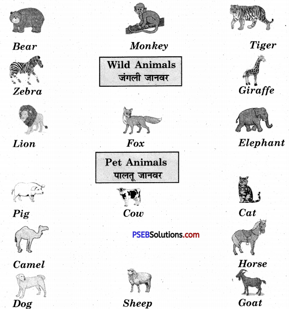PSEB 5th Class English Solutions Chapter 2 Two Frogs 4