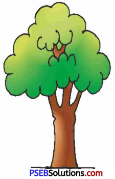 PSEB 5th Class English Solutions Chapter 7 Global Warming 10