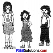 PSEB 6th Class English Grammar Adjectives 4