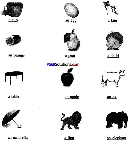 PSEB 6th Class English Grammar Articles 1