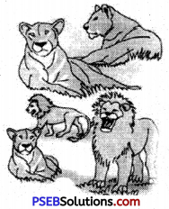 PSEB 6th Class English Grammar Noun 12