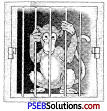 PSEB 6th Class English Grammar Noun 18