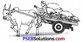 PSEB 6th Class English Grammar Noun 19