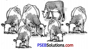 PSEB 6th Class English Grammar Noun 23