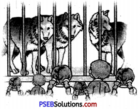 PSEB 6th Class English Grammar Noun 24