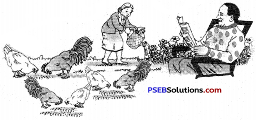 PSEB 6th Class English Grammar Noun 26