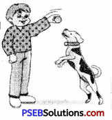 PSEB 6th Class English Grammar Noun 5