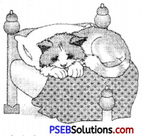 PSEB 6th Class English Grammar Noun 6