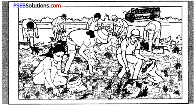 PSEB 6th Class English Reading Comprehension Picture Poster Based 5