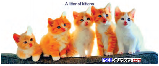 PSEB 7th Class English Solutions Chapter 1 Rent for Water 4