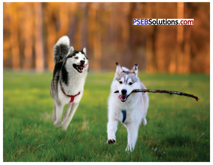 PSEB 7th Class English Solutions Chapter 8 Hachiko-The World’s Most Loyal Dog 4