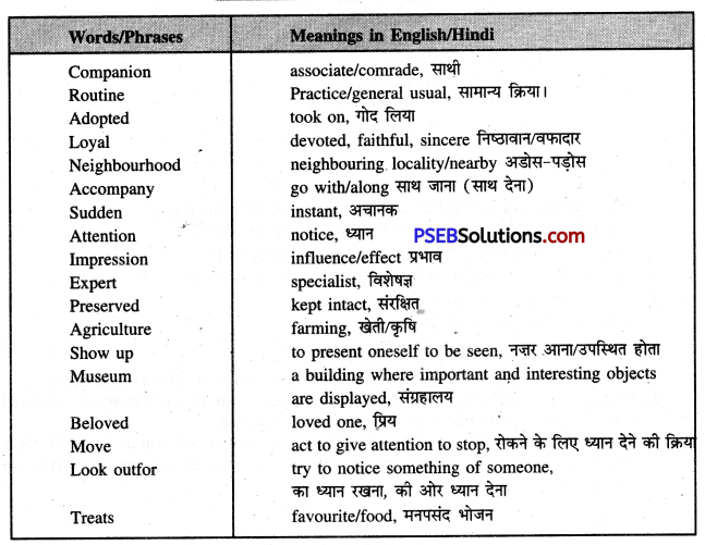 PSEB 7th Class English Solutions Chapter 8 Hachiko-The World’s Most Loyal Dog 5