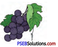 PSEB 7th Class English Solutions Poem 2 The Hunter and the Deer 10